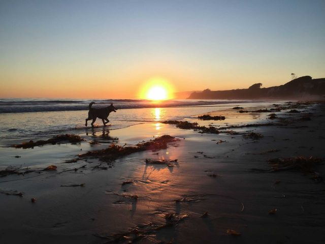 Beach dog