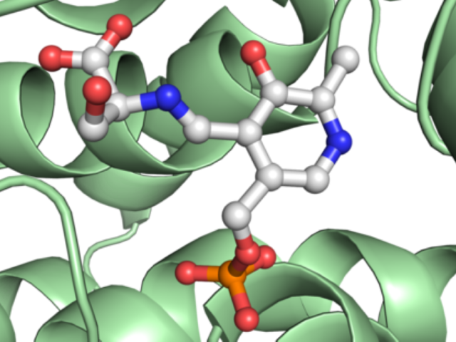 Biocatalytic Synthesis Photo